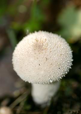 Wild mushroom macro prints