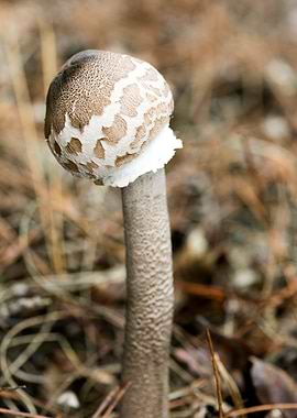 Wild mushroom macro prints