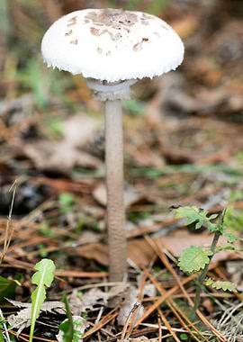 Wild mushroom macro prints