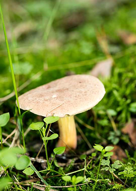 Wild mushroom macro prints