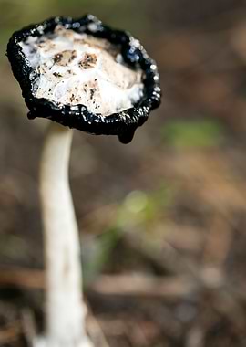 Wild mushroom macro prints