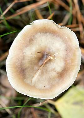 Wild mushroom macro prints