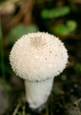 Wild mushroom macro prints