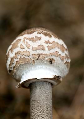 Wild mushroom macro prints