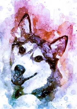 Tika ani our SiberianHusky