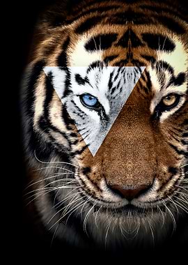 angry tiger art poster