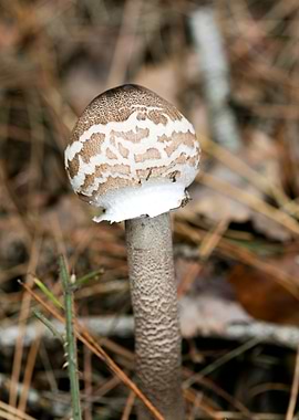 Wild mushroom macro prints