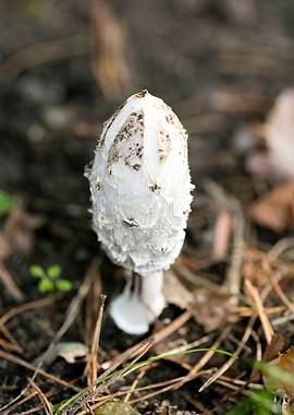 Wild mushroom macro prints