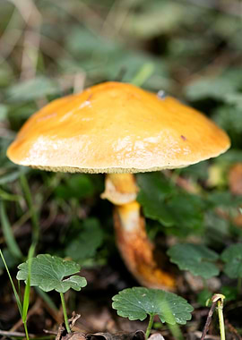 Wild mushroom macro prints