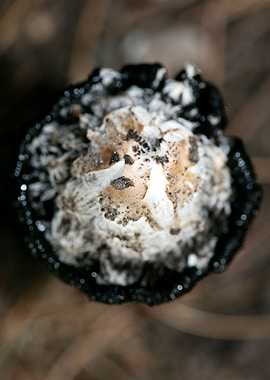 Wild mushroom macro prints