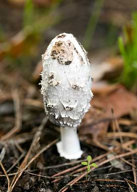 Wild mushroom macro prints