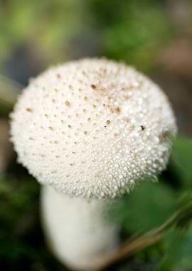 Wild mushroom macro prints