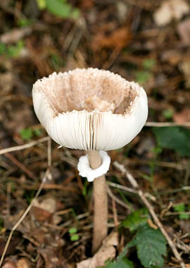 Wild mushroom macro prints