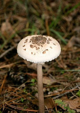 Wild mushroom macro prints