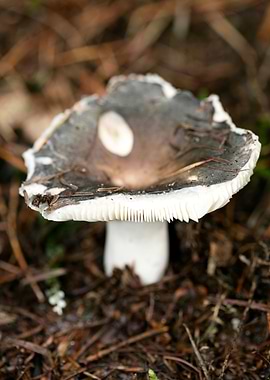 Wild mushroom macro prints