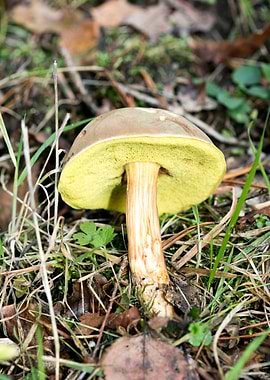 Wild mushroom macro prints