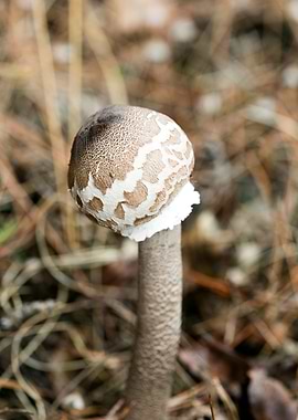 Wild mushroom macro prints