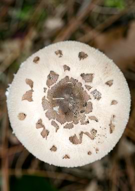 Wild mushroom macro prints