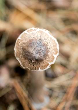 Wild mushroom macro prints