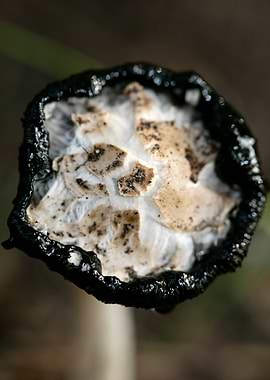 Wild mushroom macro prints