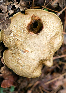 Wild mushroom macro prints