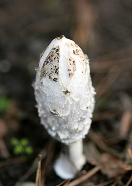 Wild mushroom macro prints