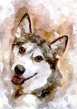 Tika ani our SiberianHusky