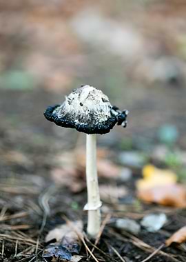 Wild mushroom macro prints