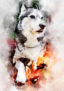 Tika ani our SiberianHusky