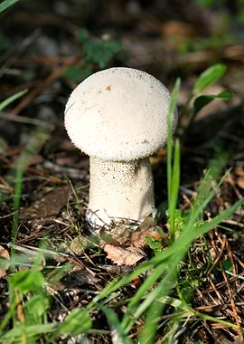 Wild mushroom macro prints