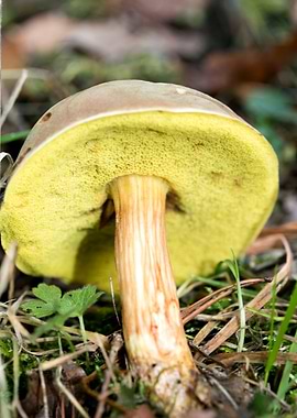 Wild mushroom macro prints