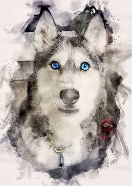 Tika ani our SiberianHusky