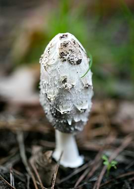 Wild mushroom macro prints