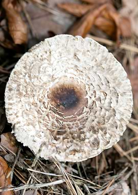 Wild mushroom macro prints