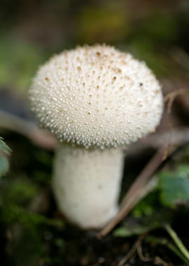 Wild mushroom macro prints