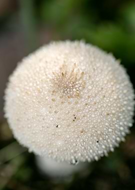 Wild mushroom macro prints
