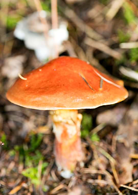 Wild mushroom macro prints
