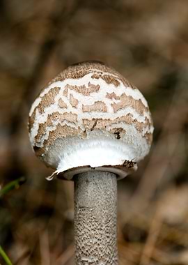 Wild mushroom macro prints