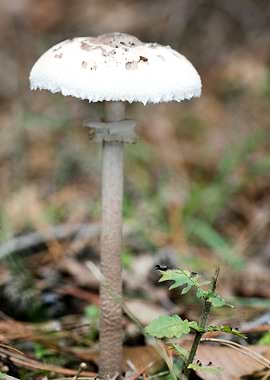 Wild mushroom macro prints