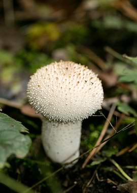 Wild mushroom macro prints