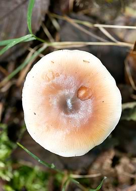 Wild mushroom macro prints