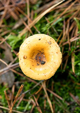 Wild mushroom macro prints
