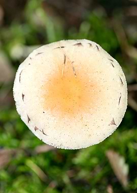 Wild mushroom macro prints