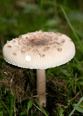 Wild mushroom macro prints