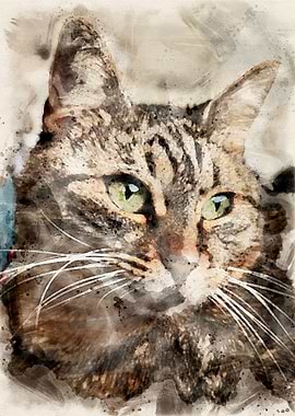 Malin our shrewd lady cat