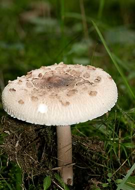 Wild mushroom macro prints