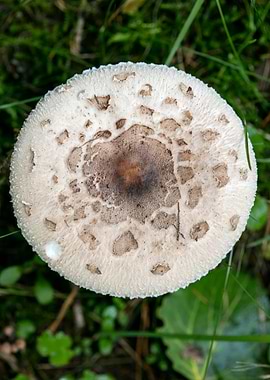 Wild mushroom macro prints