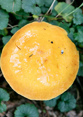 Wild mushroom macro prints