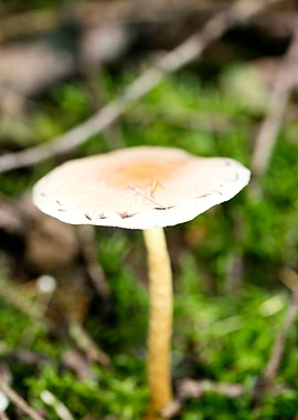 Wild mushroom macro prints