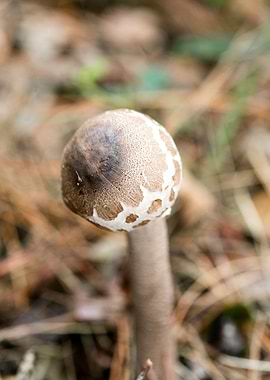 Wild mushroom macro prints